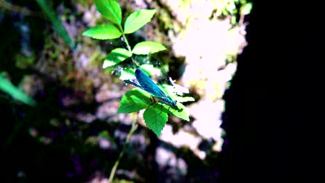 cerca de una libélula azul encaramada en caña, ébano jewelwing volando en cámara lenta