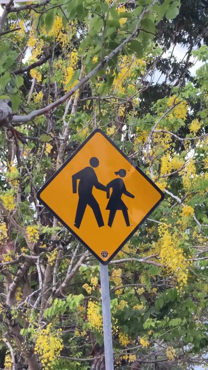 Pedestrian Crossing Sign Against Blooming Golden Shower Tree