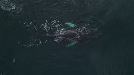 Vista-Aérea-De-Una-Ballena-Jorobada-Respirando