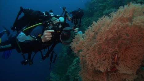 underwater photographer takes pictures of small sea fan on coral reef