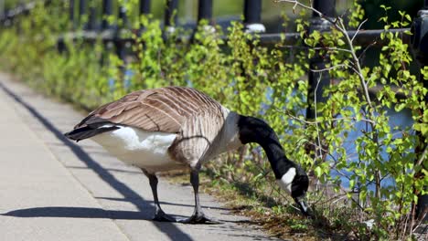 el ganso canadiense recoge la hierba junto al canal en el soleado manchester, de cerca.