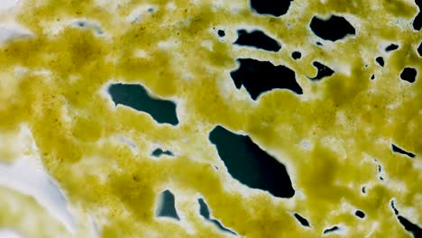 Slime mold plasmodium under microscope