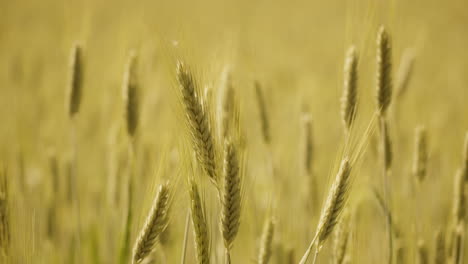 el campo de trigo dorado