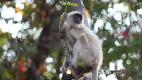 Gray-langur-(Semnopithecus),-also-called-Hanuman-langur-is-a-genus-of-Old-World-monkeys-native-to-the-Indian-subcontinent.-Ranthambore-National-Park-Sawai-Madhopur-Rajasthan-India