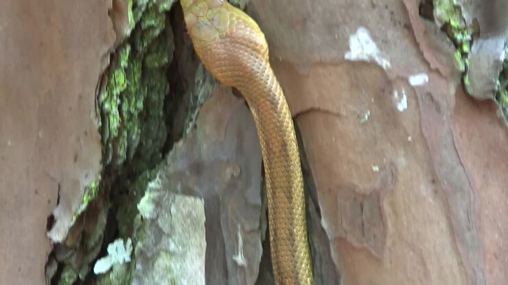 A yellow rat snake slithers through rocks in the Florida Everglades