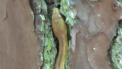 a yellow rat snake slithers through rocks in the florida everglades