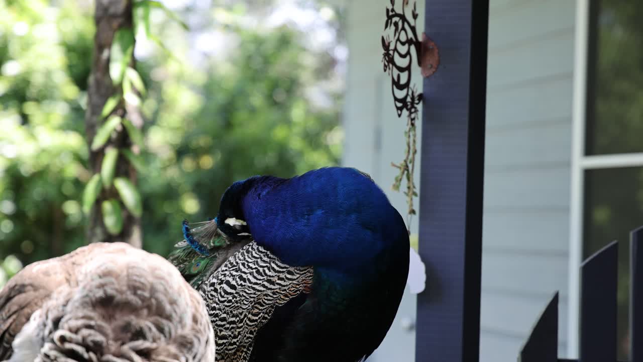 오징어 가 털 을 펴고 활기찬 색 을 보여 준다