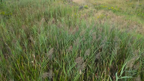 slow motion of tall overgrown green grass waving in wind, meadow aerial