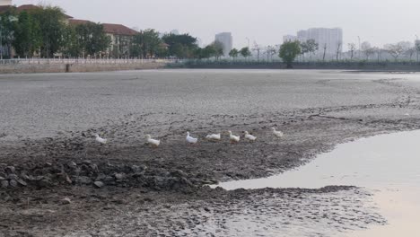 Dry-spell-caused-by-shortage-of-rainwater,-Vietnam