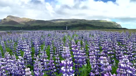 swaying lupine flower fields with seljalandsfoss waterfall at background in south iceland