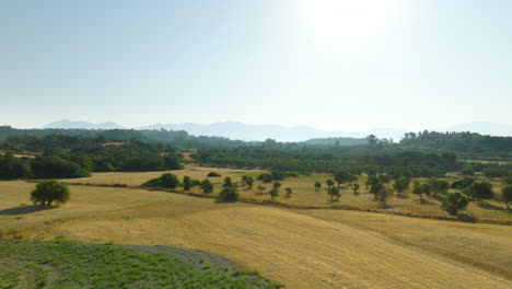 rural landscape with olive groves and mountains