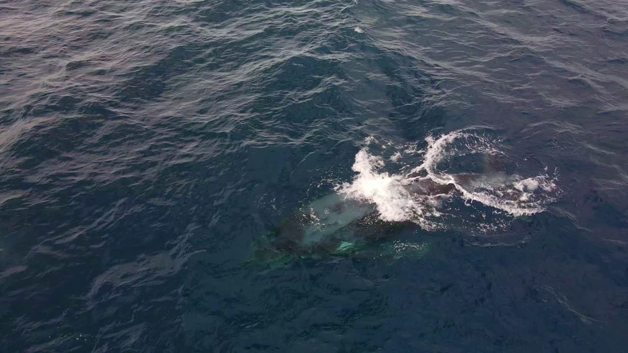 물을 부는 혹등고래를 닫은 다음 바다 밑으로 다시 다이빙 - 호주 뉴사우스웨일즈 본다이 비치에서 고래 관찰