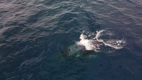 close up of humpback whale blowing water then diving back under the sea - whale watching in bondi beach, nsw, australia