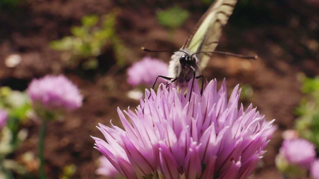 Butterfly on a Chive Flower