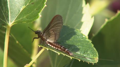 Un-Insecto-Alado-Se-Come-A-Los-De-Su-Propia-Especie