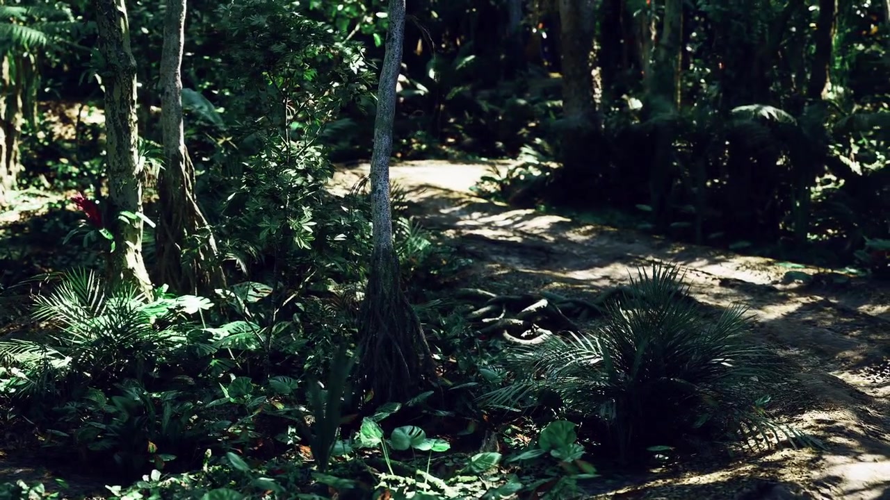 Radura tranquilla e soleggiata lungo un sentiero tortuoso nel bosco per relax o meditazione.
