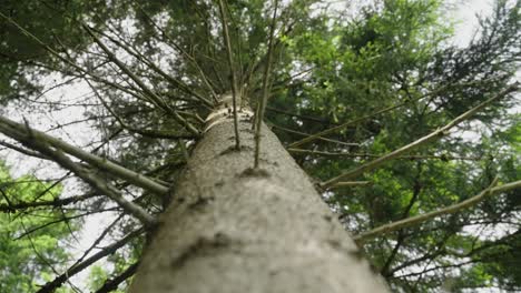 a dramatic upward view of a tall conifer tree from its base, capturing its textured bark and radiating branches. the shot emphasizes scale, symmetry, and the majesty of the forest.