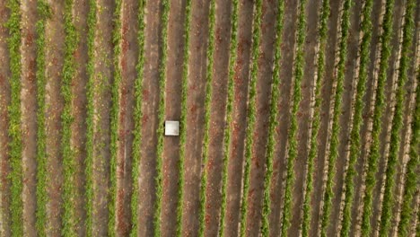 vista aérea aérea de personas cosechando uvas en un viñedo en el valle de leyda, chile