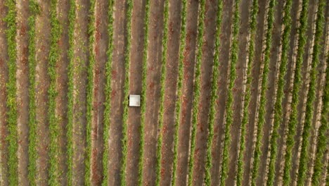 overhead aerial view of people harvesting grapes in a vineyard in the leyda valley, chile