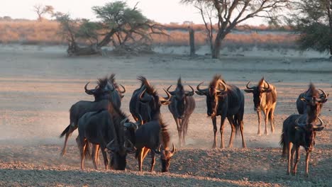 Goldenes,-Abgewinkeltes-Abendlicht-Umrahmt-Ein-Wirrwarr-Von-Gnus-In-Der-Kalahari