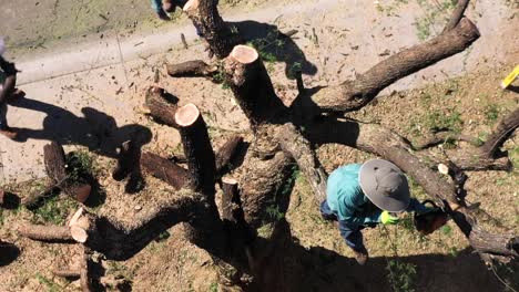 Aerial-an-man-balanced-in-the-remains-of-a-tree-rocks-his-chainsaw-back-and-forth-in-an-effort-to-cut-through-a-thick-Mesquite-tree-trunk,-Scottsdale,-Arizona