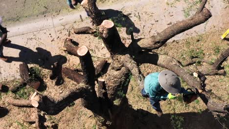 aerial an man balanced in the remains of a tree rocks his chainsaw back and forth in an effort to cut through a thick mesquite tree trunk, scottsdale, arizona