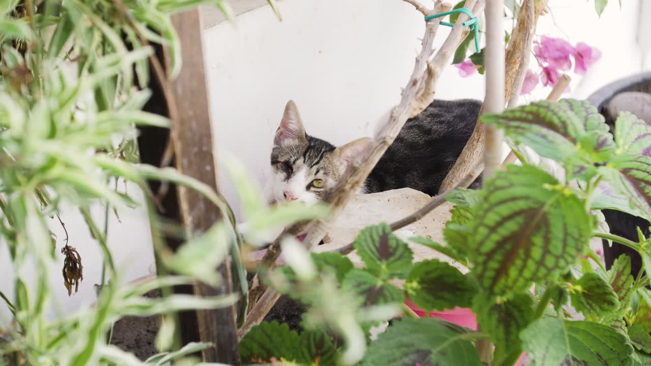 A stray cat with an injured eye is cautiously hiding among lush green plants. The feline appears alert yet calm, blending into the natural environment.