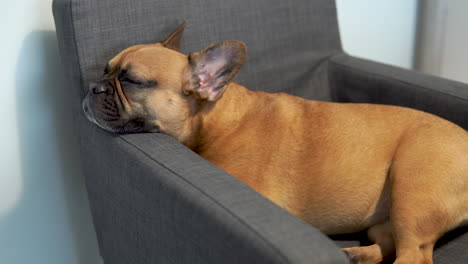 Cute-French-bulldog-sleep-in-armchair
