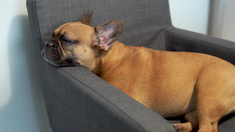 lindo bulldog francés duerme en un sillón