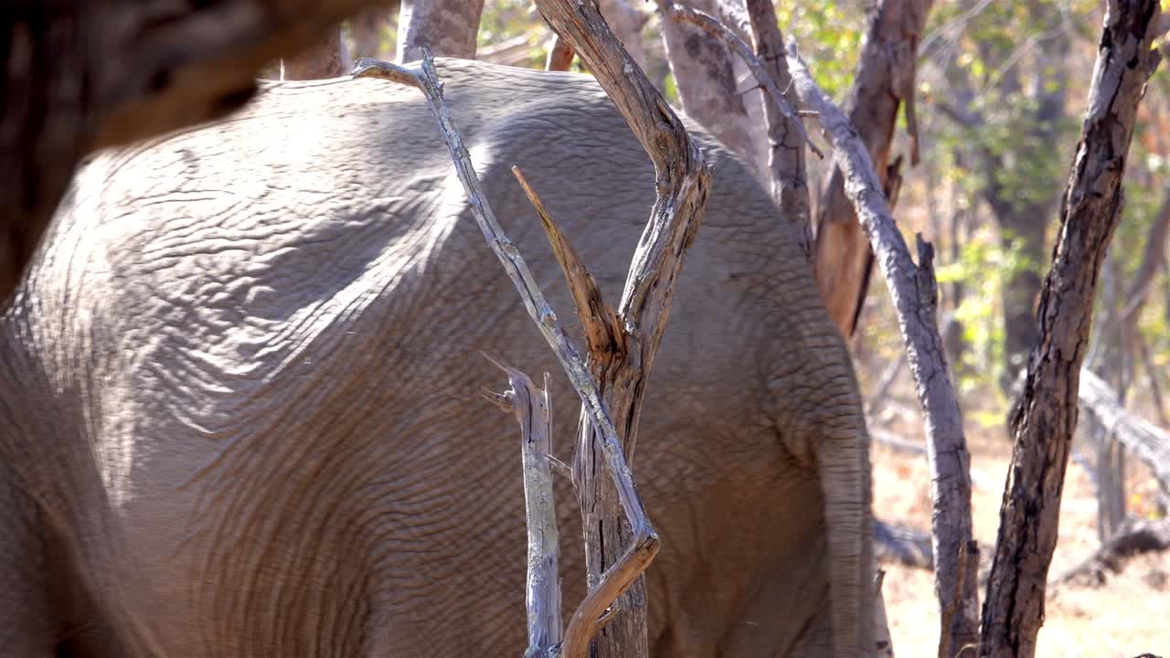 숲에서 고 있는 아프리카 코끼리