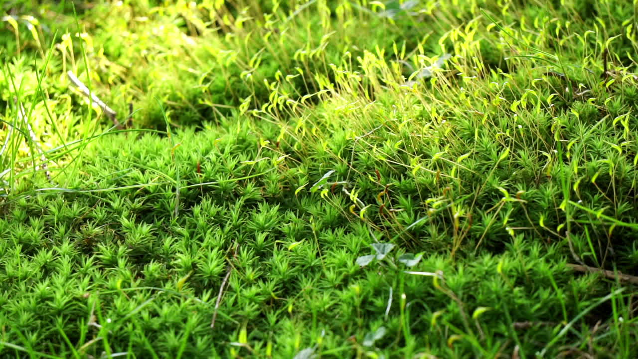 sporophyte 및 gametophyte 구조를 보여주는 이끼의 매크로 샷