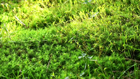 Macro-shot-of-moss-showing-sporophyte-and-gametophyte-structures