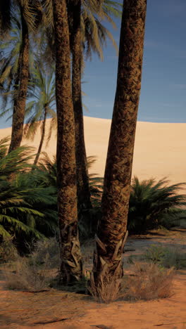 palmeras en el desierto