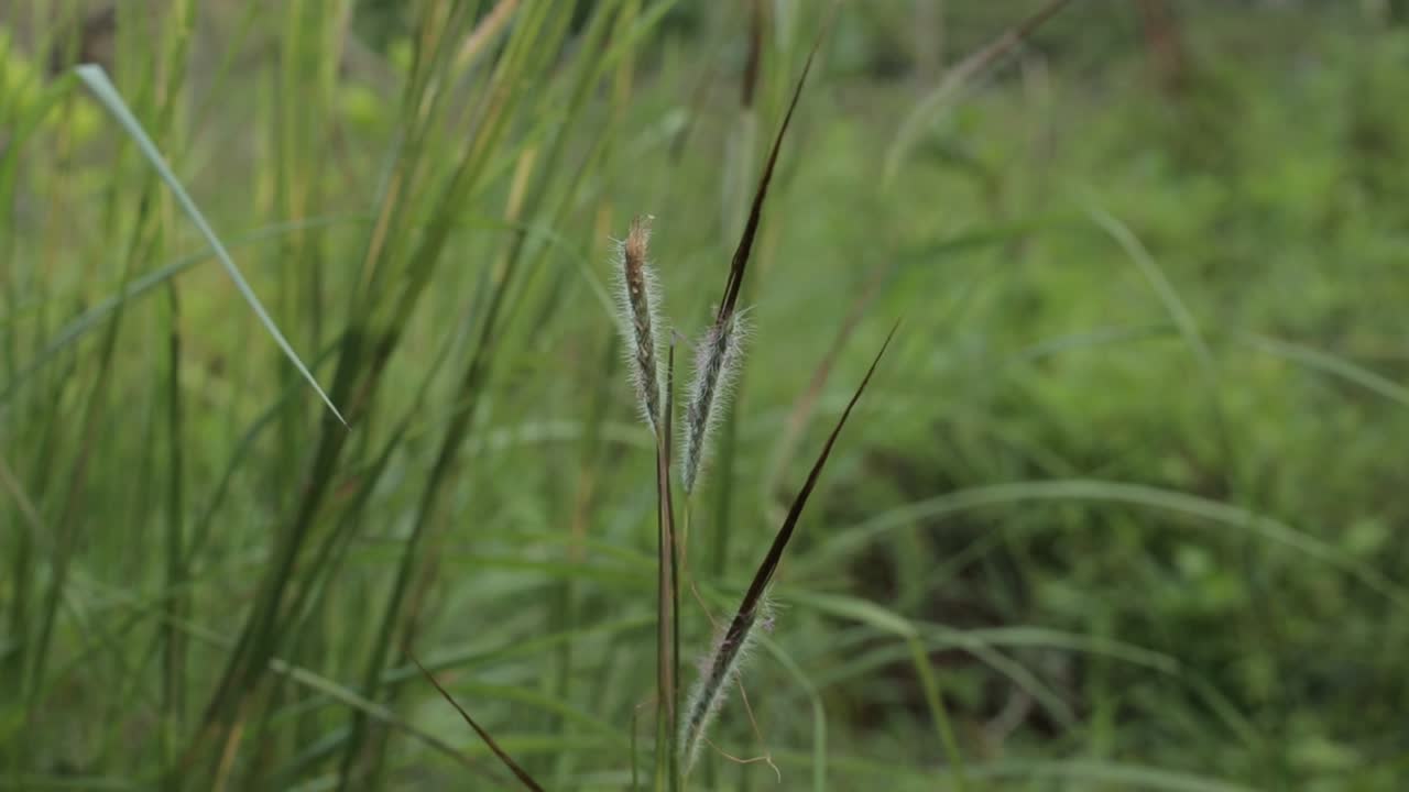cerrar el cardán de la hierba de la pradera de verano y la textura de la maleza