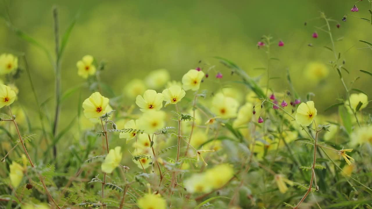 enfoque en rack de un primer plano de las flores de espina del diablo soplando en el viento, parque transfronterizo kgalagadi
