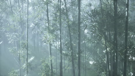 el bosque de bambú brumoso