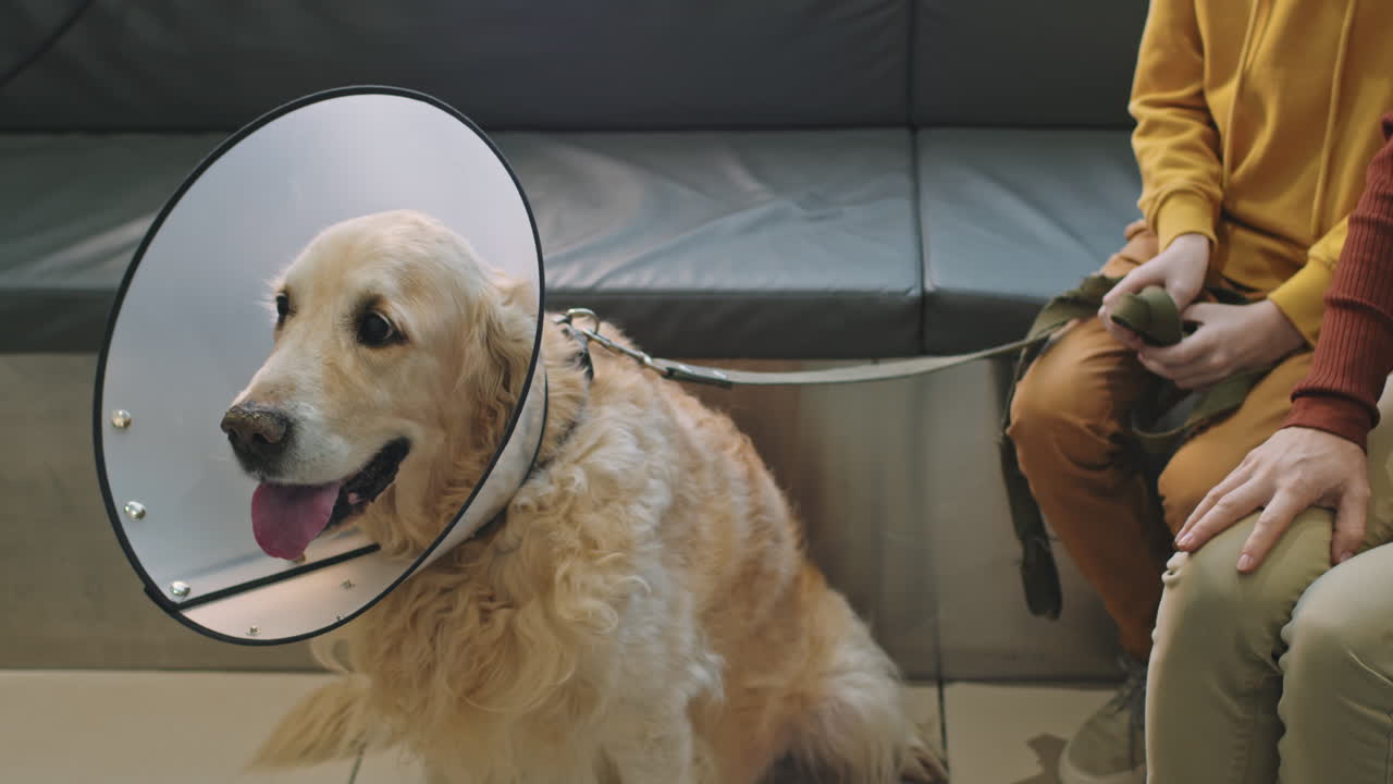 Golden Retriever With E-Collar At Vet Clinic