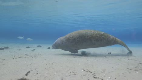 manatee swims slowly along the sandy floor of a clear freshwater spring in florida