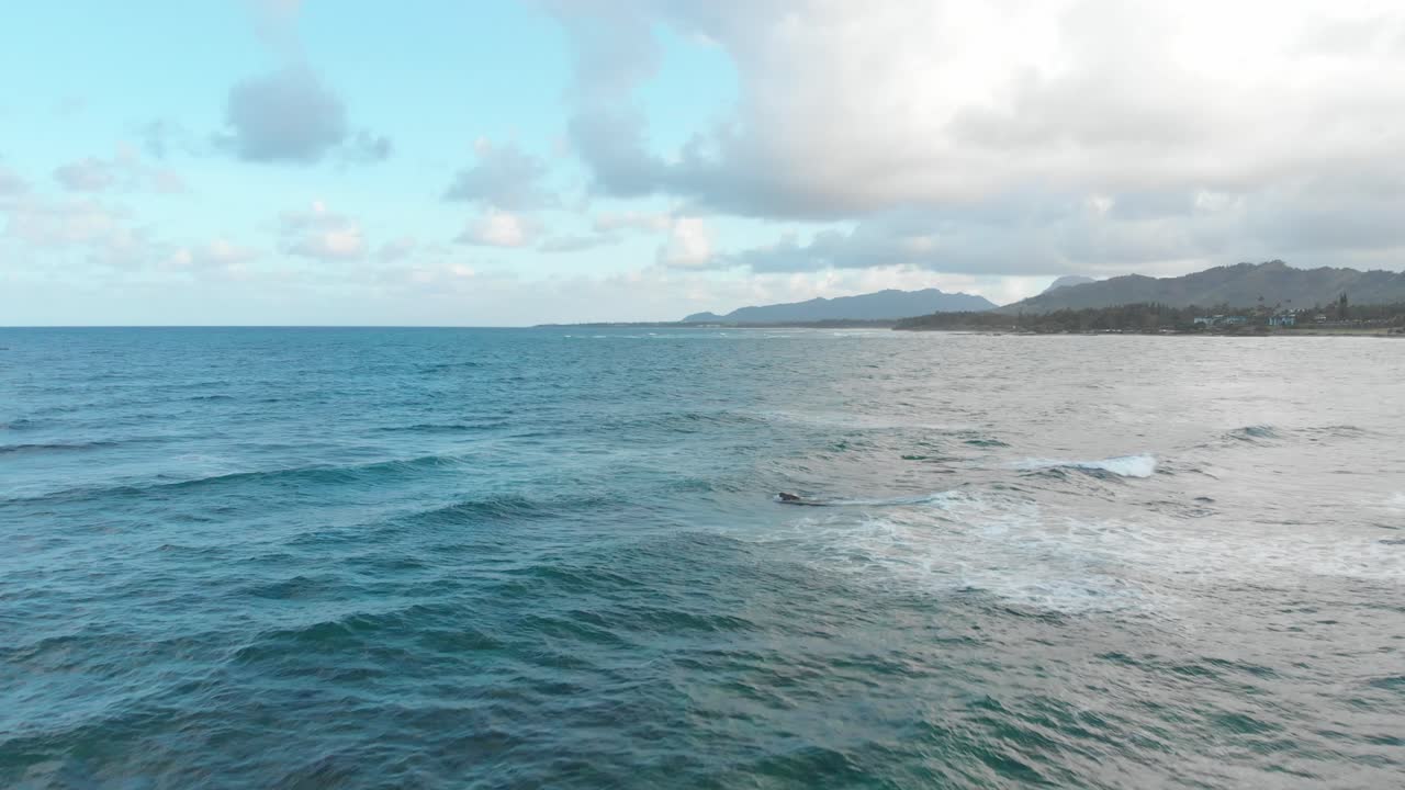 Low Aerial Drone Flying Through Palm Trees Revealing Beach, Rocks and Ocean at Sunset. Kauai, Hawaii.