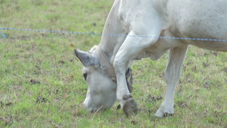 Grazing-white-cow-in-rural-farm