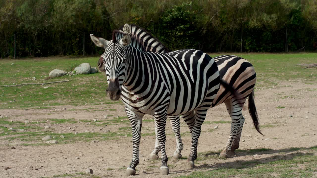 Curious Zebras in a spacious zoo environment on a sunny day wildlife safari experience nature animals enjoying freedom exploring walking running interacting in vibrant open-air habitat lion Africa
