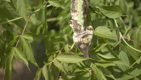 Camaleón-En-Cámara-Lenta-Comiendo-Insecto-Extendiendo-La-Lengua