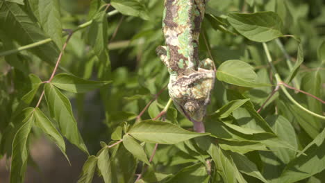 cámara lenta camaleón comiendo insecto extendiendo la lengua