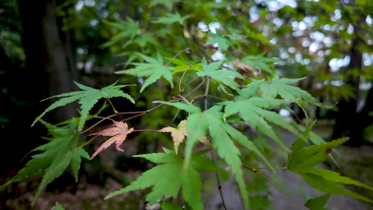 Close up of vibrant green japanese maple leaves gently swaying in the breeze, creating a tranquil atmosphere in a serene garden setting