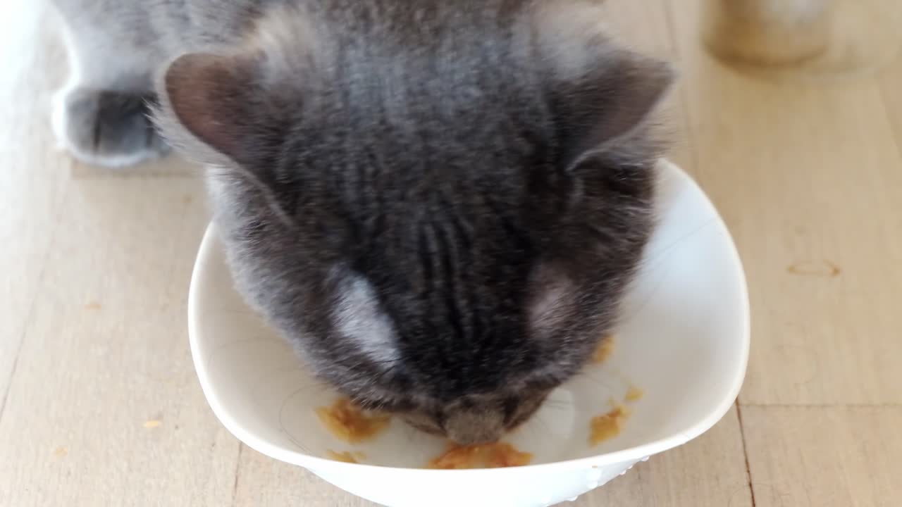 Nahaufnahme einer Britisch Kurzhaar Katze, die Katzenfutter aus einer weißen Schüssel frisst