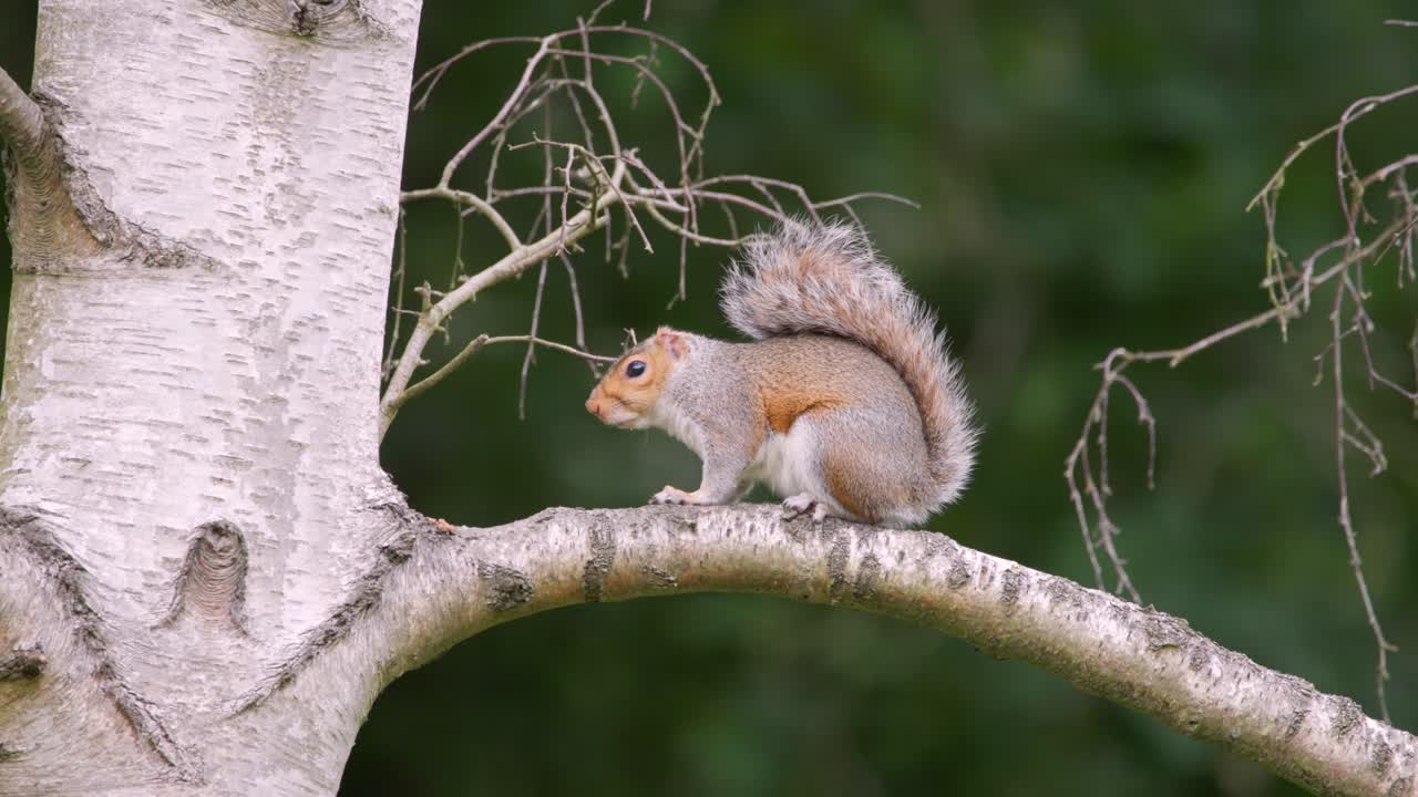 Grey Squirrel Waiting on Tree Branch