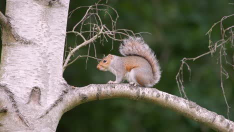 grey squirrel waiting on tree branch