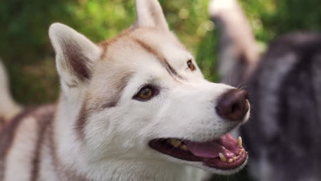 hermoso perro blanco al lado de otro perro