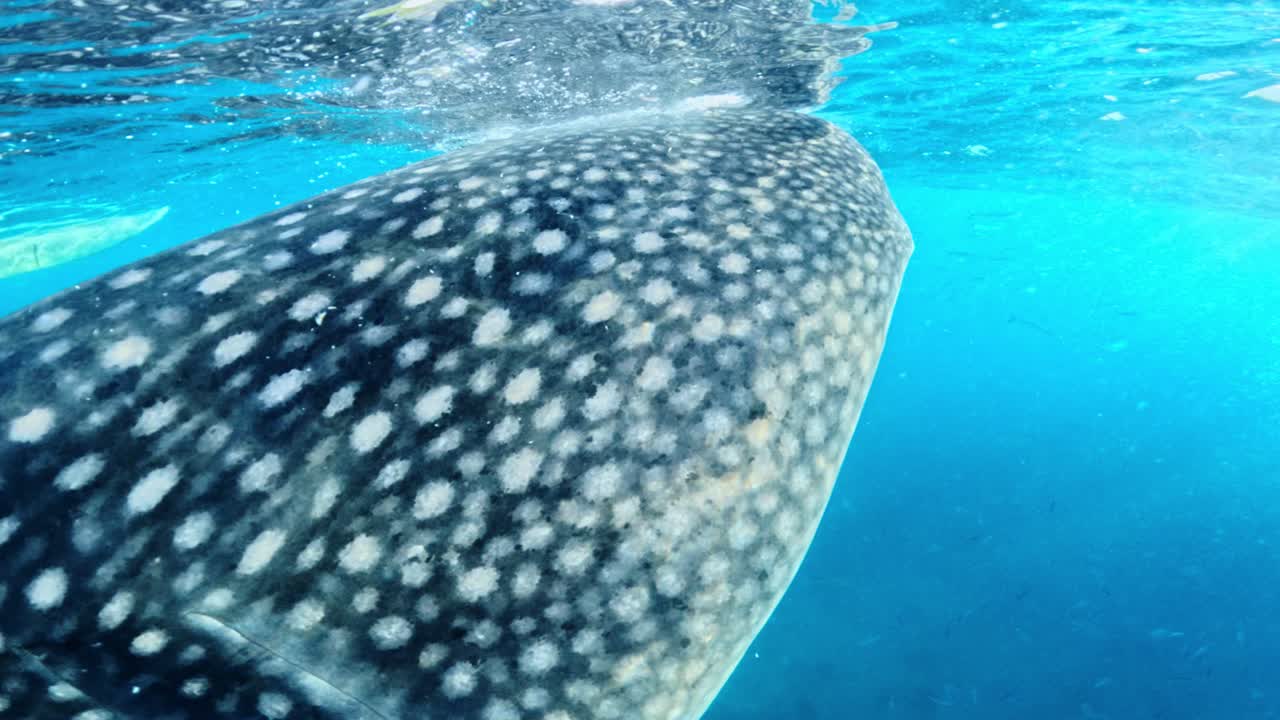 Extreme close view of whale shark gills and skin texture in blue ocean water