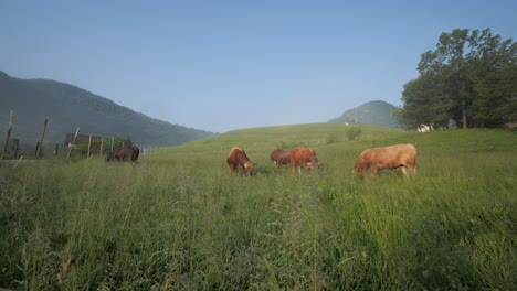 giant brown bulls on grassy mountain pasture on sunny summer morning, dolly shot